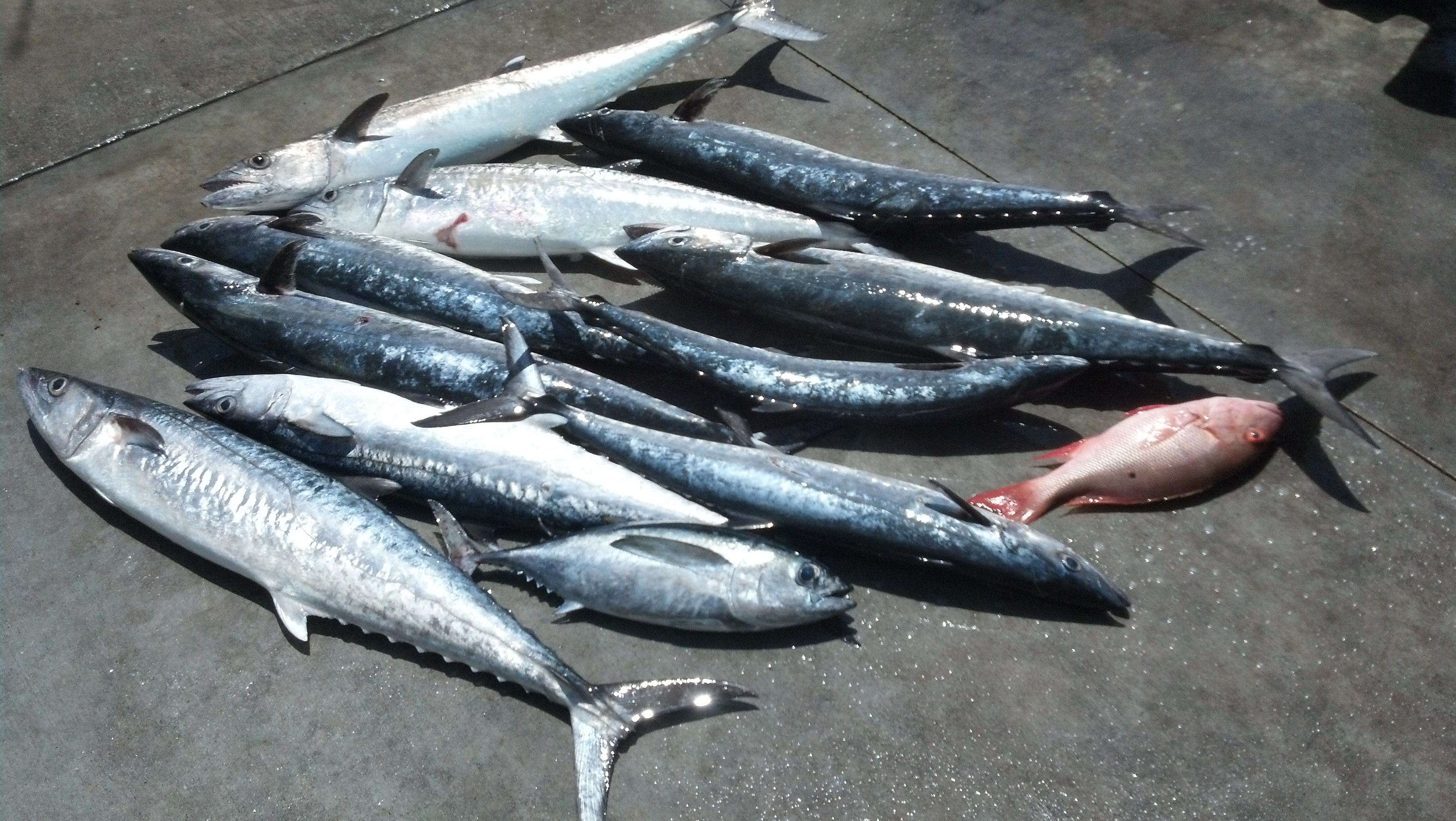 Wednesday, April 30, 2014 8am-12noon King Mackerel and Blackfin Tuna